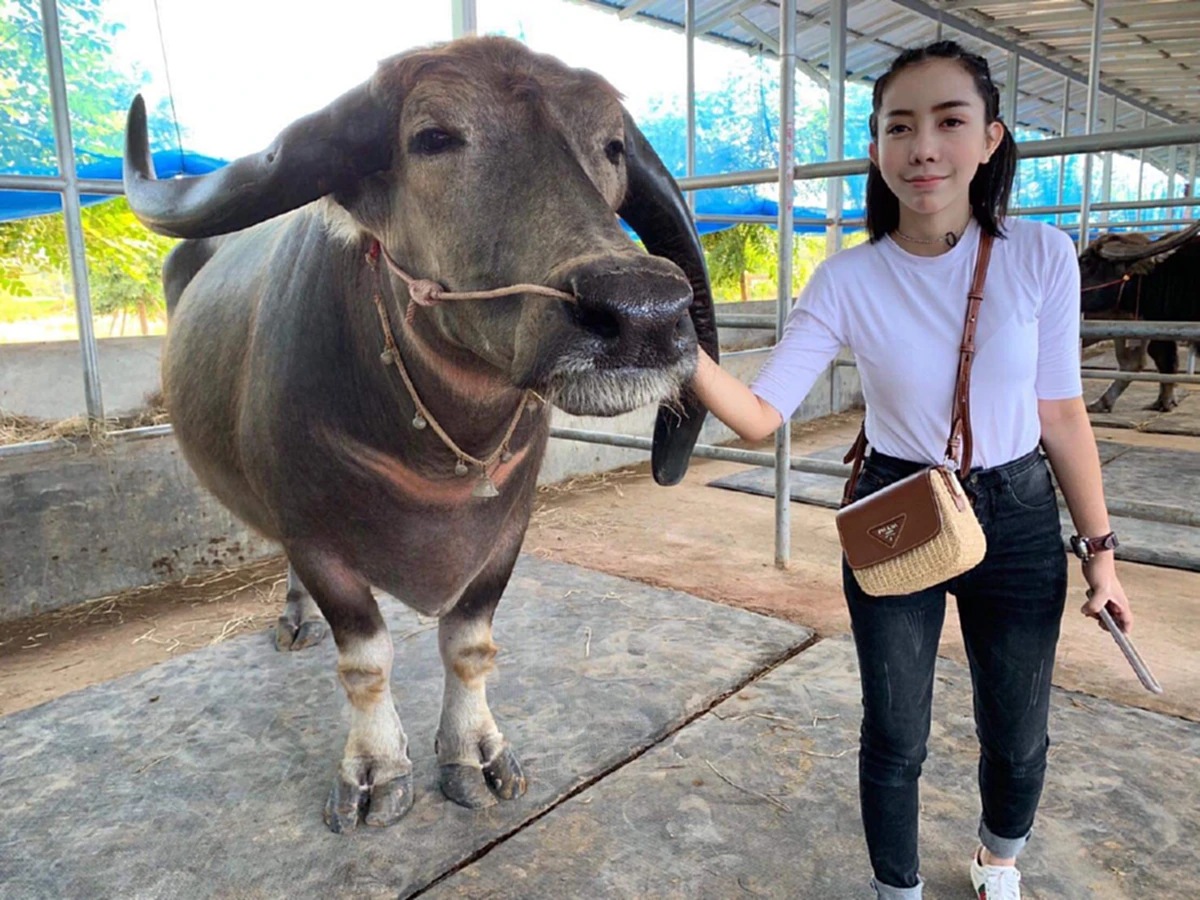 ใครเห็นก็ว่าบ้า หนึ่ง บางปู ก่อนบ่ายฯ ซื้อควายราคาสูงถึง 7 หลัก มาเลี้ยงไว้ดูเล่น