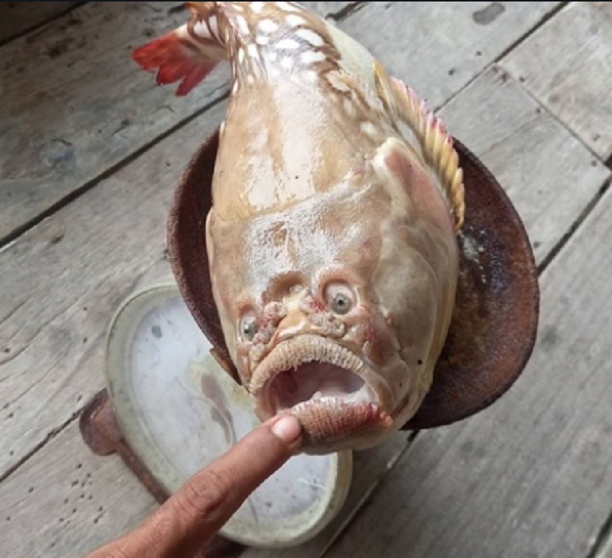 ชาวประมงฮือฮา พบปลารูปร่างหน้าตาประหลาด ขนาดใหญ่ เผยไม่กล้าจับกิน