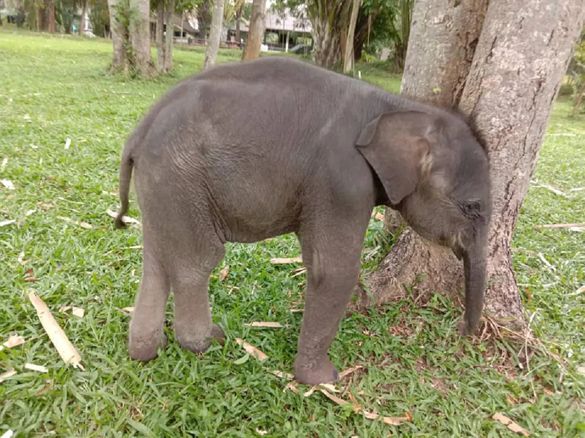 เจ้าหน้าที่หลั่งน้ำตาเศร้า สุดยื้อ น้องทับลาน ลูกช้างหลงกับแม่เสียชีวิตกะทันหัน