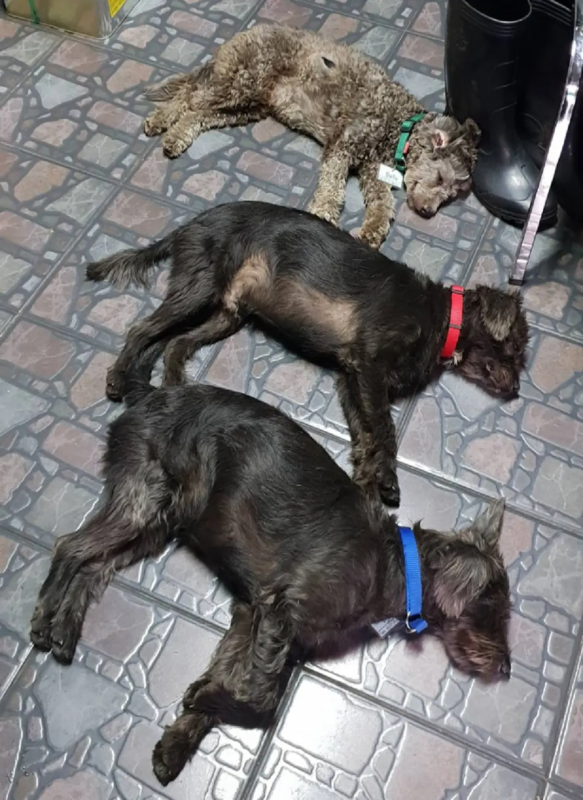 หนุ่มรับเลี้ยง 3 น้องหมาถูกทิ้ง กลับพบพฤติกรรมสุดแปลก มีความเจ้าระเบียบยิ่งกว่ามนุษย์