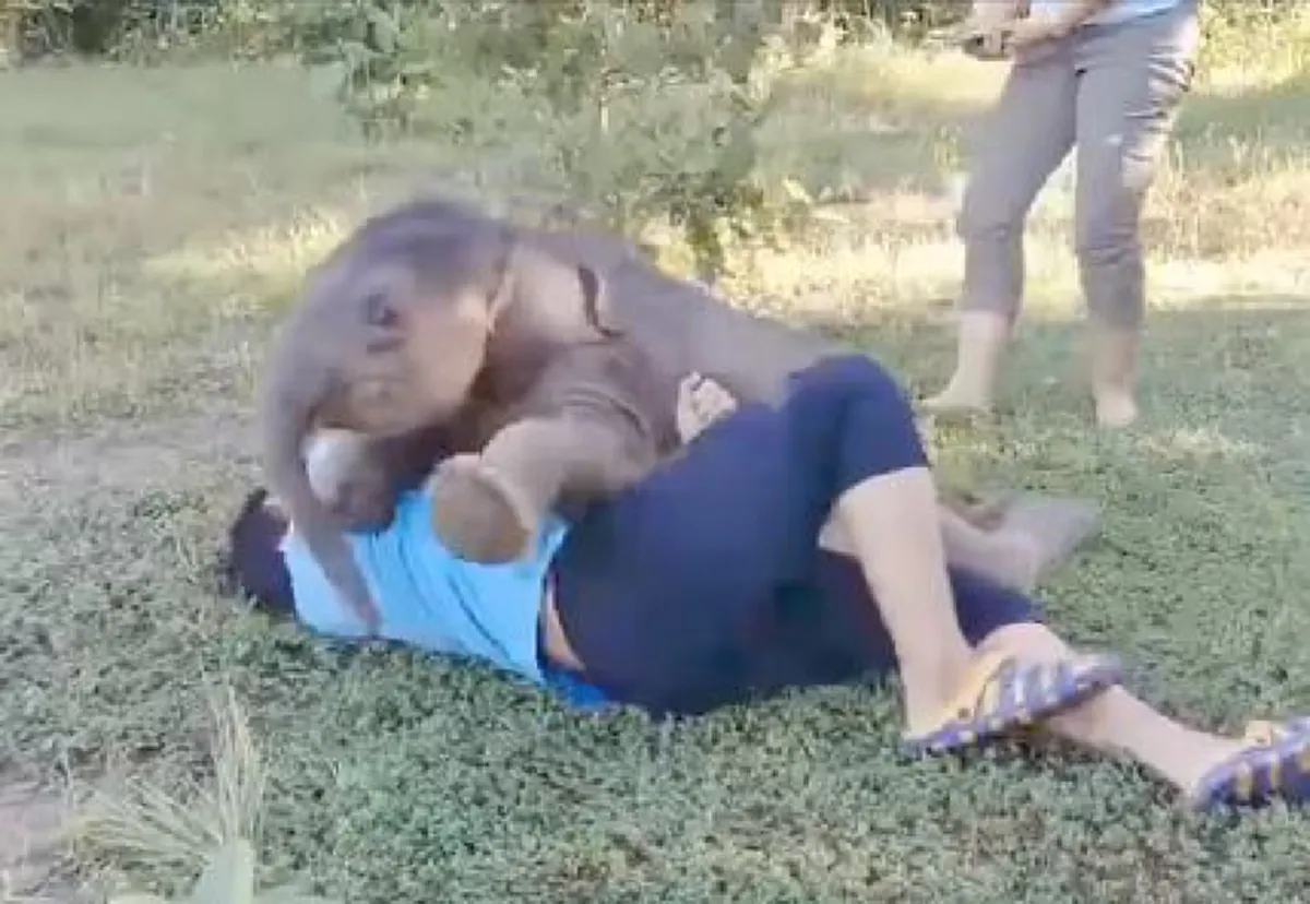เจ้าหน้าที่หลั่งน้ำตาเศร้า สุดยื้อ น้องทับลาน ลูกช้างหลงกับแม่เสียชีวิตกะทันหัน