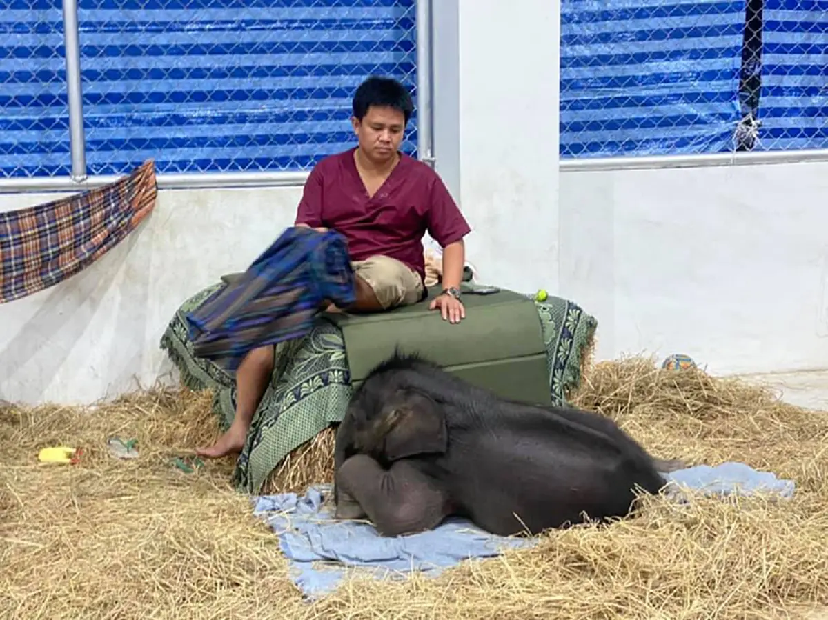 เจ้าหน้าที่หลั่งน้ำตาเศร้า สุดยื้อ น้องทับลาน ลูกช้างหลงกับแม่เสียชีวิตกะทันหัน