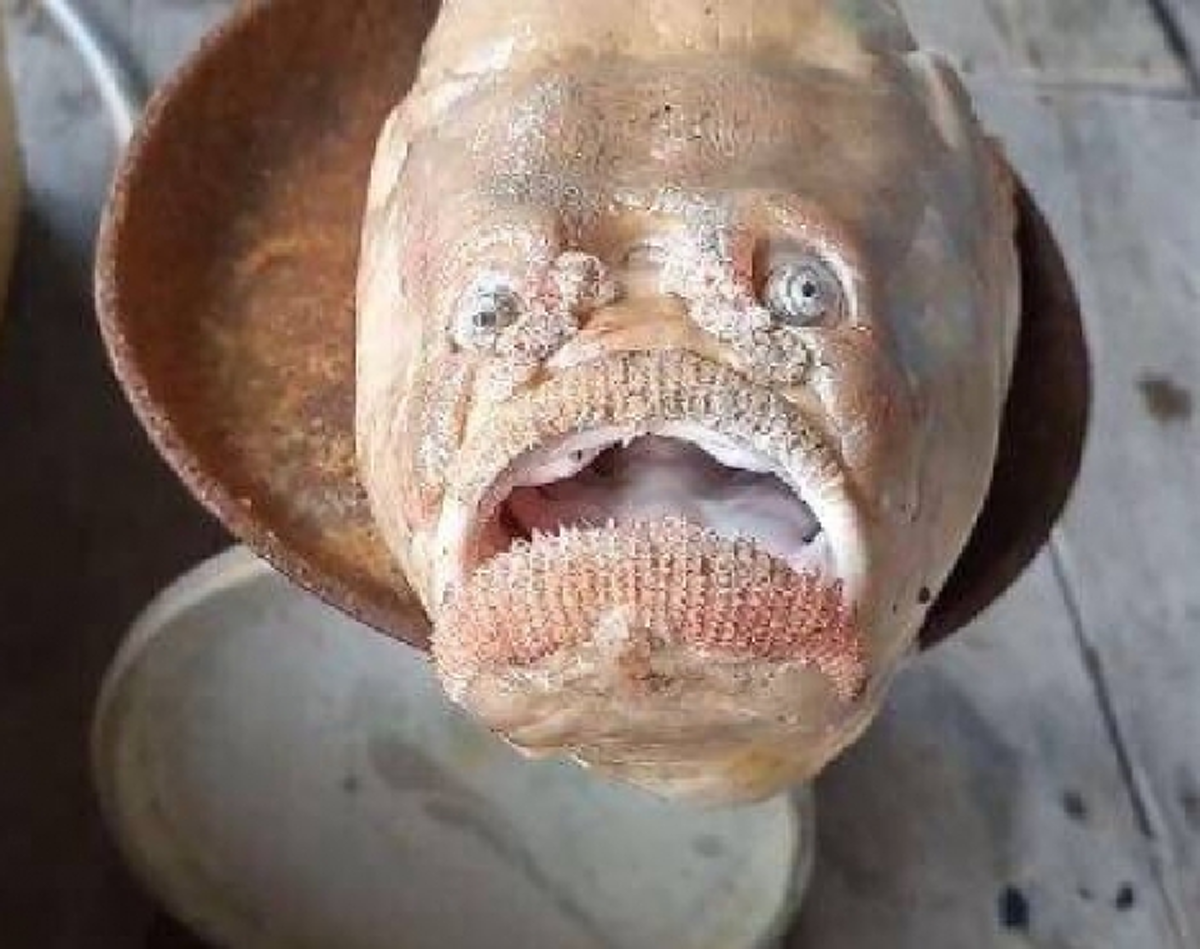 ชาวประมงฮือฮา พบปลารูปร่างหน้าตาประหลาด ขนาดใหญ่ เผยไม่กล้าจับกิน