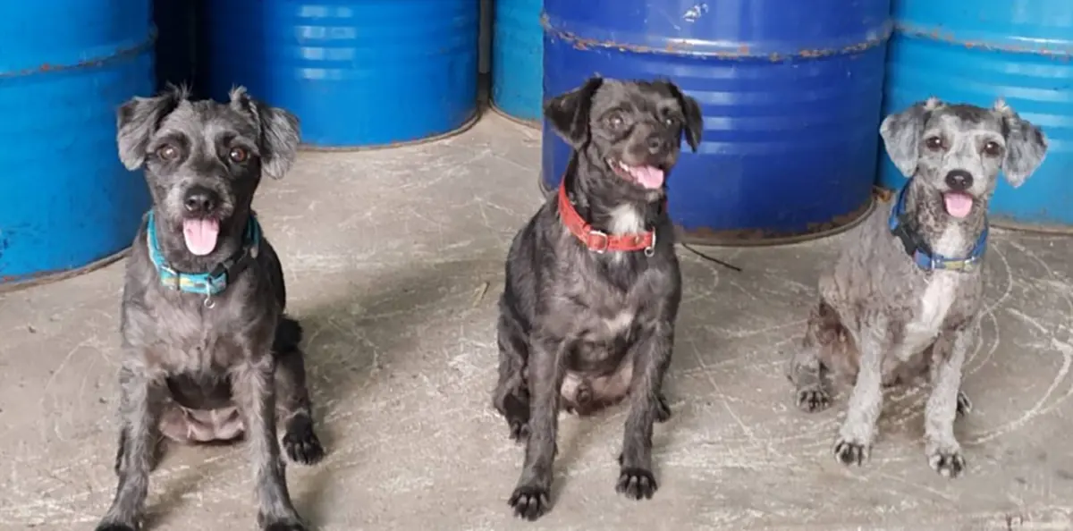 หนุ่มรับเลี้ยง 3 น้องหมาถูกทิ้ง กลับพบพฤติกรรมสุดแปลก มีความเจ้าระเบียบยิ่งกว่ามนุษย์