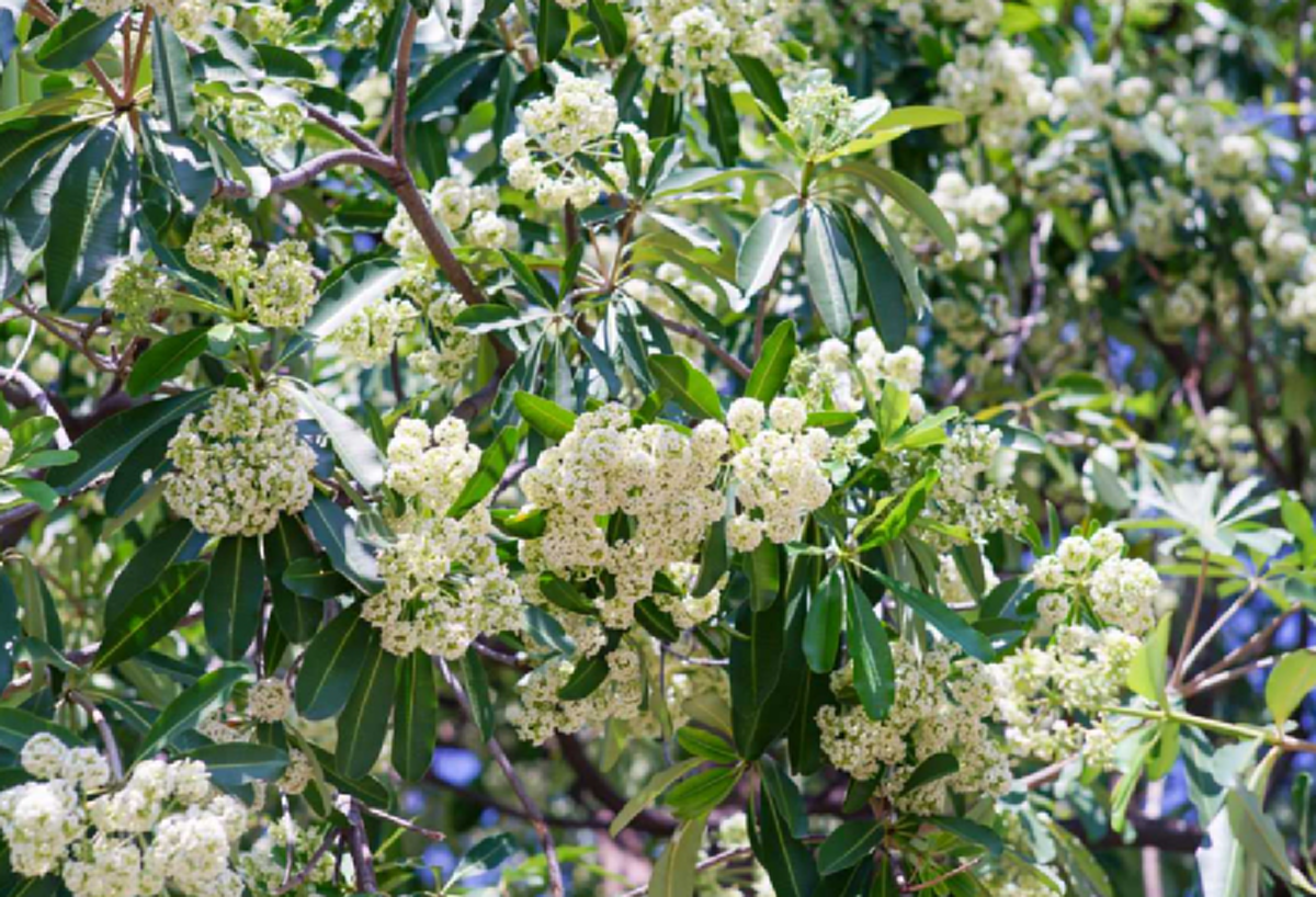 ดอกตีนเป็ด ทำชาวบ้านเดือดร้อนหนัก เหม็นจนเวียนหัว ทนไม่ไหวต้องย้ายหนี