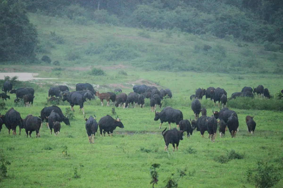 เจ้าหน้าที่ยังแอบตกใจ กระทิงกว่า​ 200​ ตัว​ โผล่เต็มทุ่งหญ้า กลางอุทยานแห่งชาติกุยบุรี