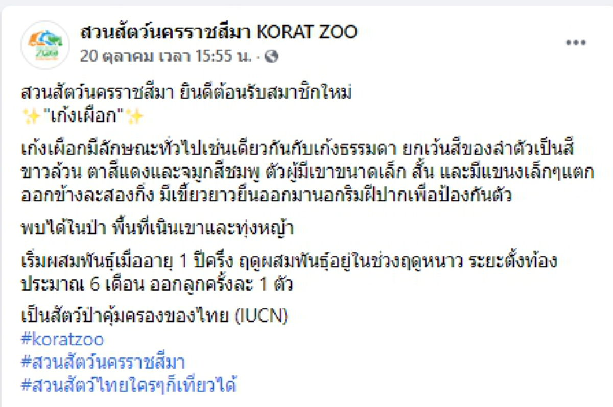 ยลโฉมความน่ารักของลูกเก้งเผือก สมาชิกใหม่ล่าสุดของสวนสัตว์โคราช
