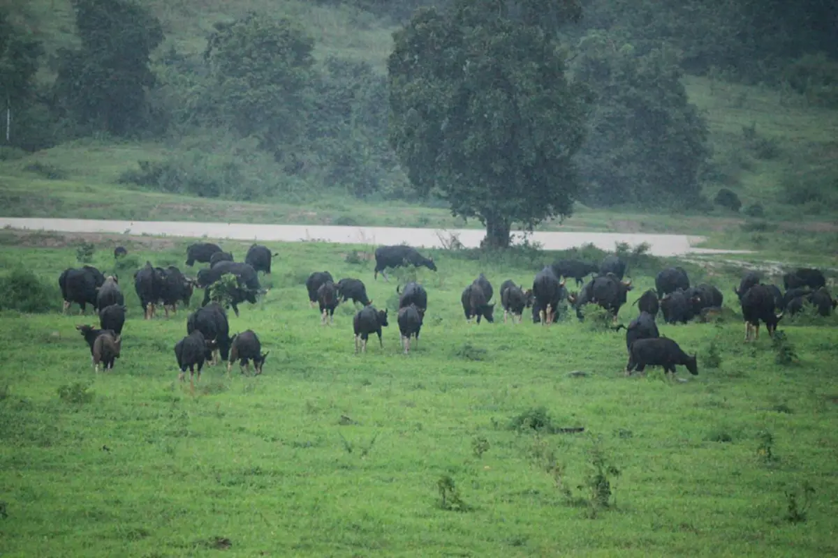 เจ้าหน้าที่ยังแอบตกใจ กระทิงกว่า​ 200​ ตัว​ โผล่เต็มทุ่งหญ้า กลางอุทยานแห่งชาติกุยบุรี
