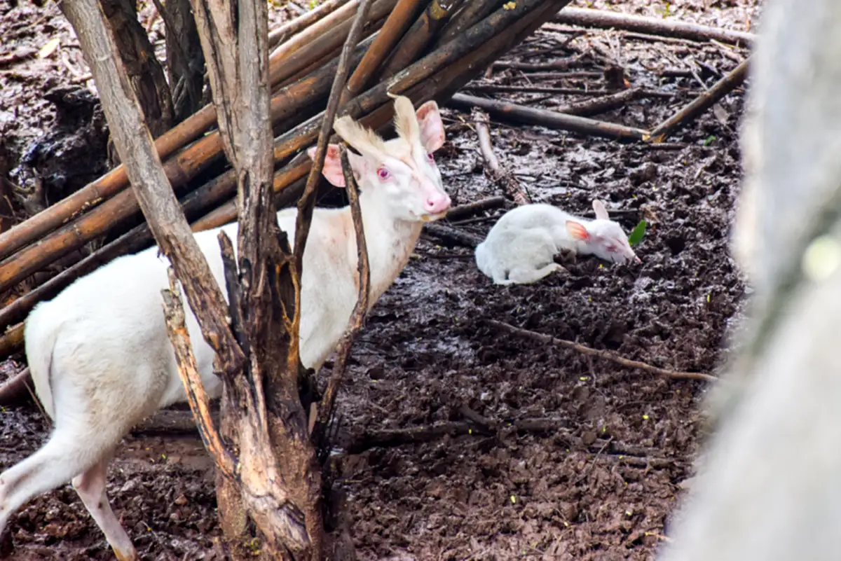 ยลโฉมความน่ารักของลูกเก้งเผือก สมาชิกใหม่ล่าสุดของสวนสัตว์โคราช