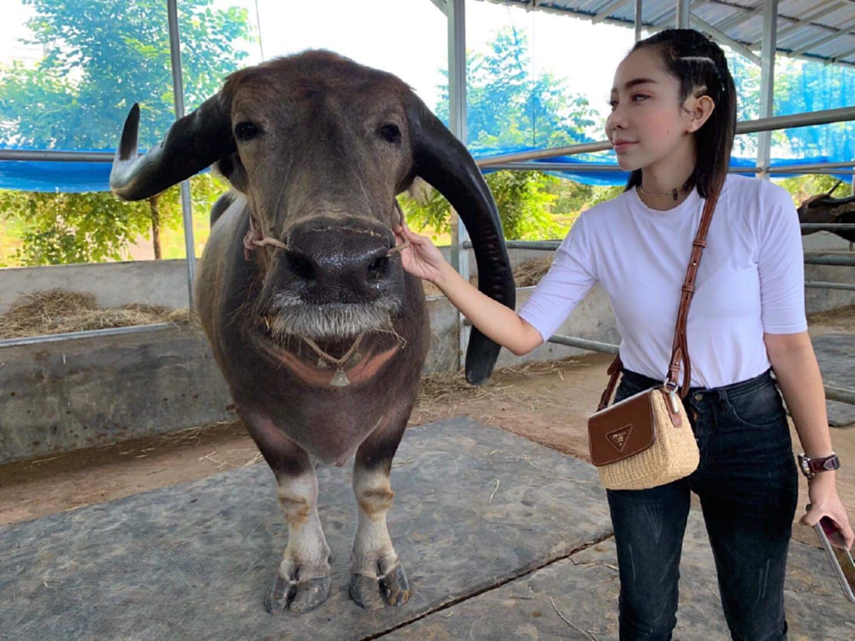 ใครเห็นก็ว่าบ้า หนึ่ง บางปู ก่อนบ่ายฯ ซื้อควายราคาสูงถึง 7 หลัก มาเลี้ยงไว้ดูเล่น