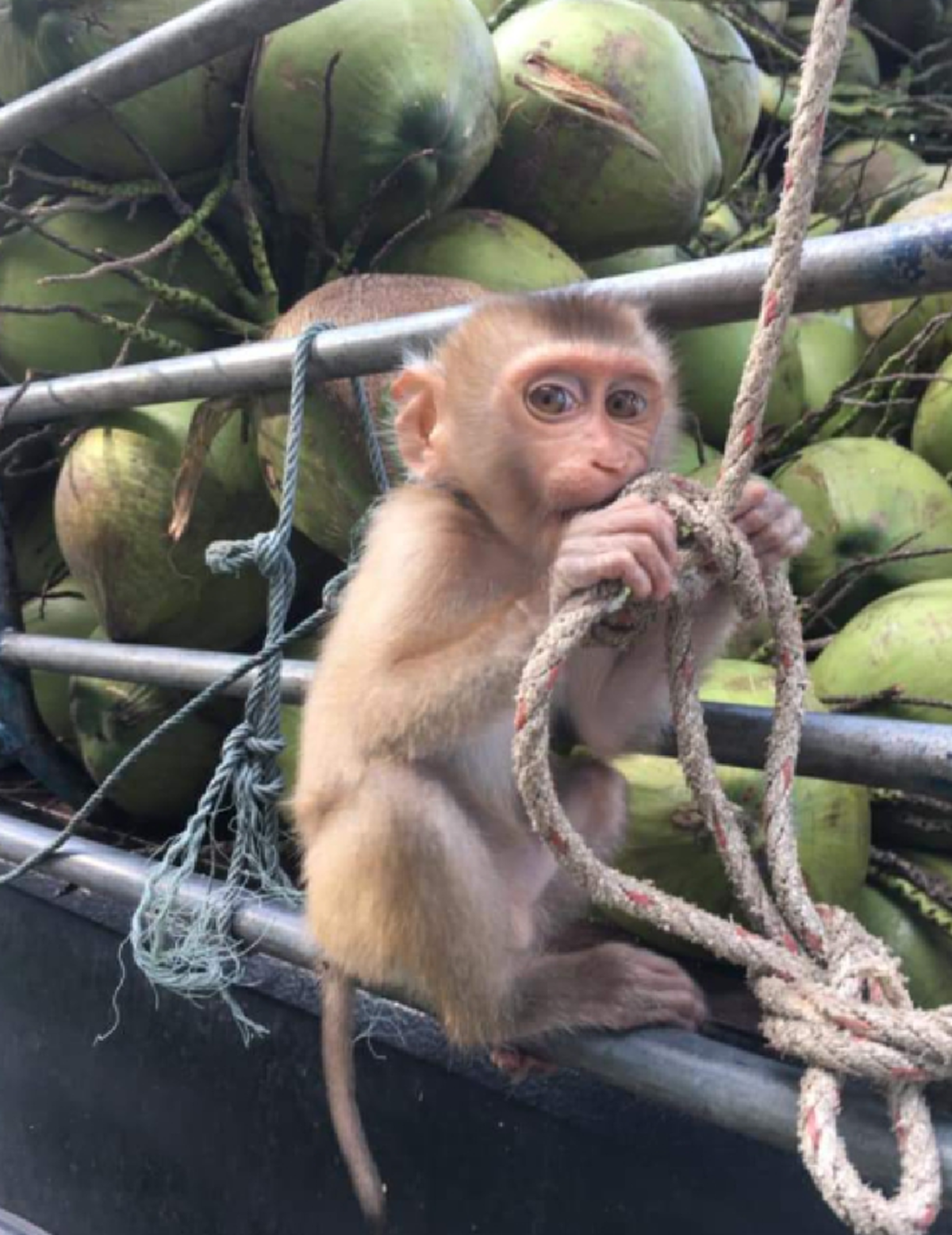 ห้างค้าปลีกยักษ์สหรัฐฯ ถอด "กะทิไทย" ออกจากชั้นวางขาย หลัง "พีต้า" กดดันอย่างหนัก เหตุบังคับใช้แรงงานลิง