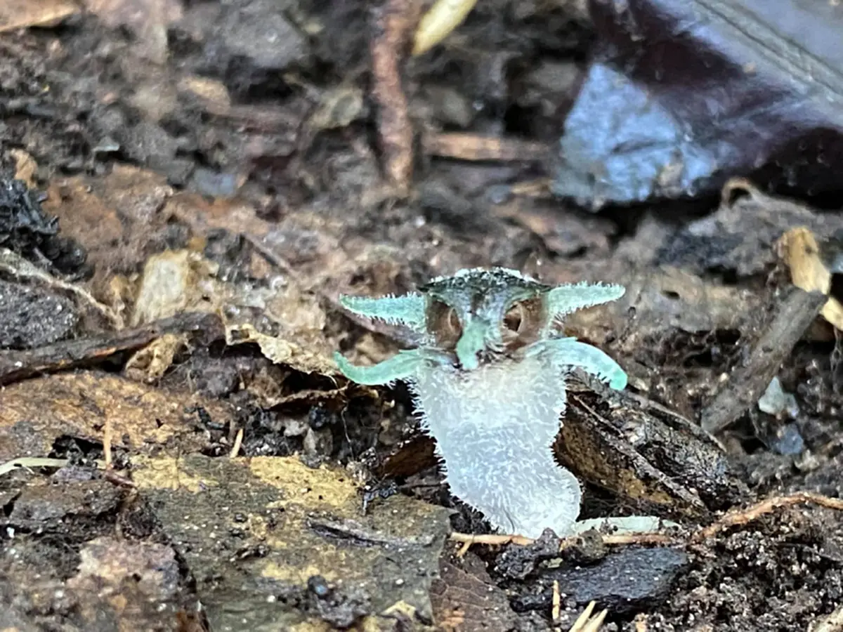 เปิดภาพ ต้นพิศวงตานกฮูก พืชชนิดใหม่ของโลก รูปร่างสุดน่ารัก ถูกค้นพบที่ จ.ตาก