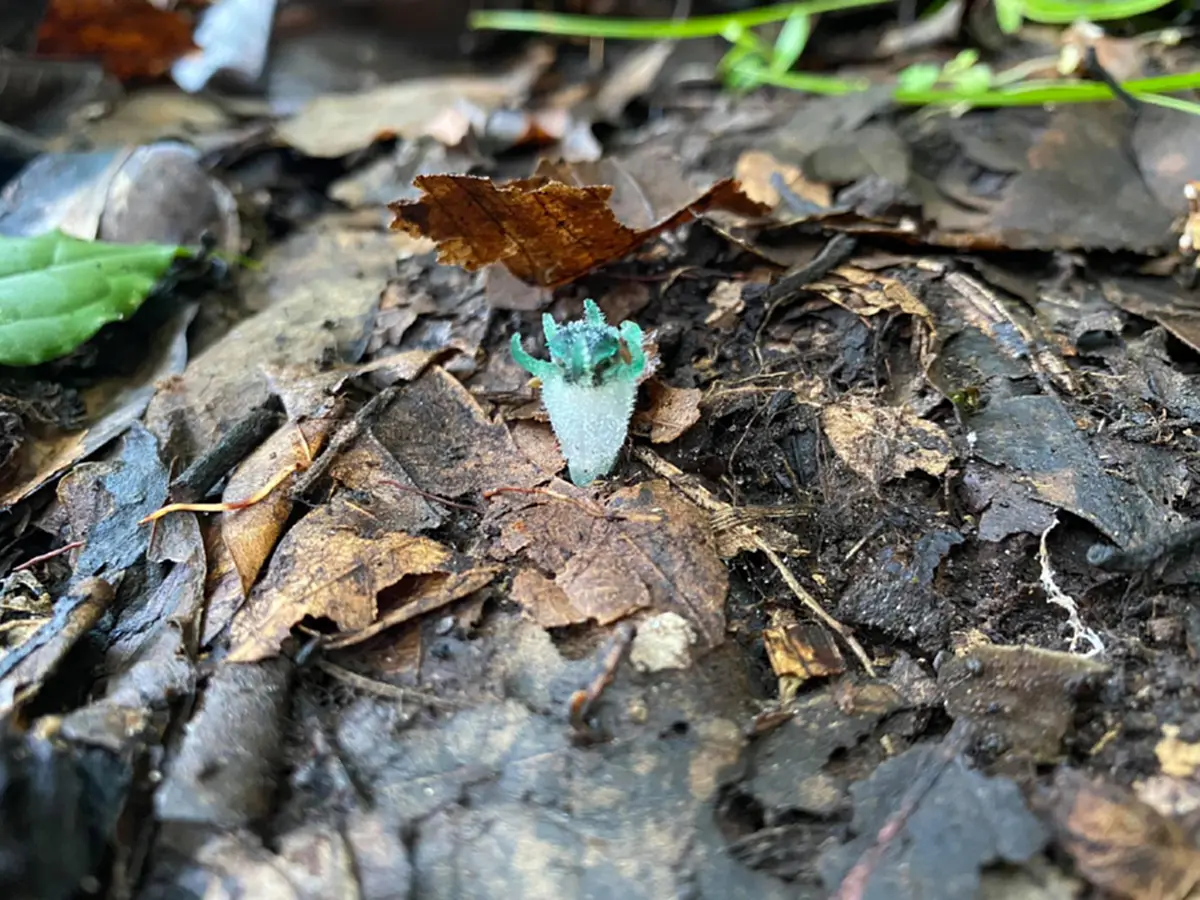 เปิดภาพ ต้นพิศวงตานกฮูก พืชชนิดใหม่ของโลก รูปร่างสุดน่ารัก ถูกค้นพบที่ จ.ตาก