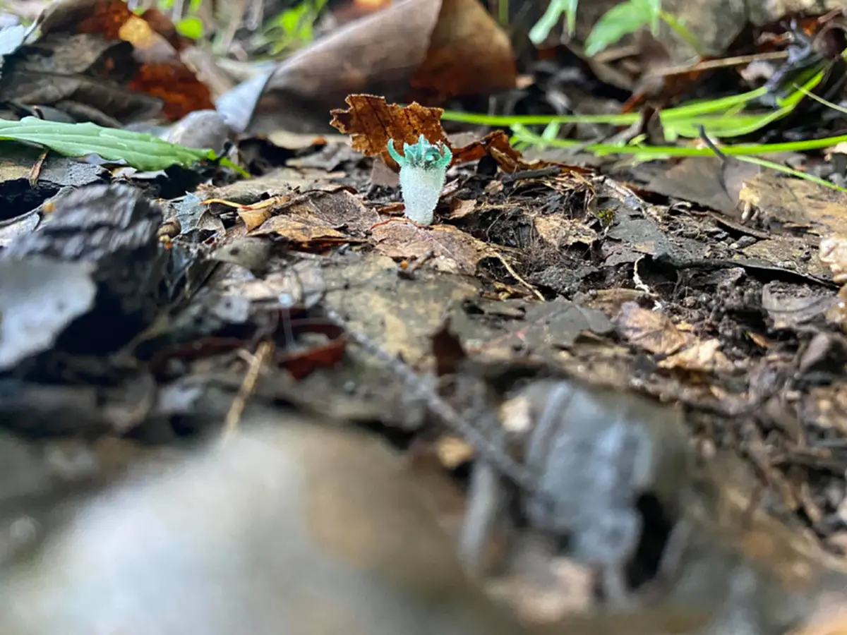 เปิดภาพ ต้นพิศวงตานกฮูก พืชชนิดใหม่ของโลก รูปร่างสุดน่ารัก ถูกค้นพบที่ จ.ตาก