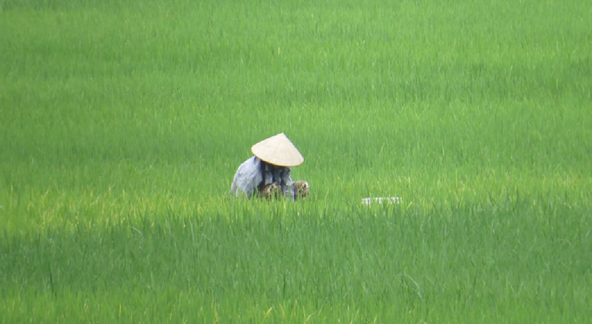 ครม. อนุมัติ ประกันรายได้เกษตรกรผู้ปลูกข้าว สูงสุดตันละ 15,000