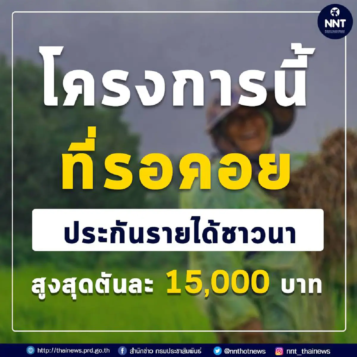 ครม. อนุมัติ ประกันรายได้เกษตรกรผู้ปลูกข้าว สูงสุดตันละ 15,000