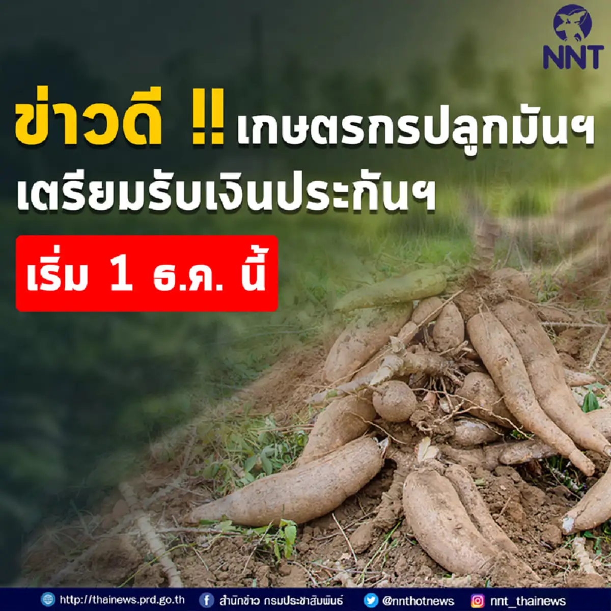 เกษตรกรผู้ปลูกมันฯ เตรียมรับเงินประกันรายได้ เริ่ม 1 ธันวาคม นี้