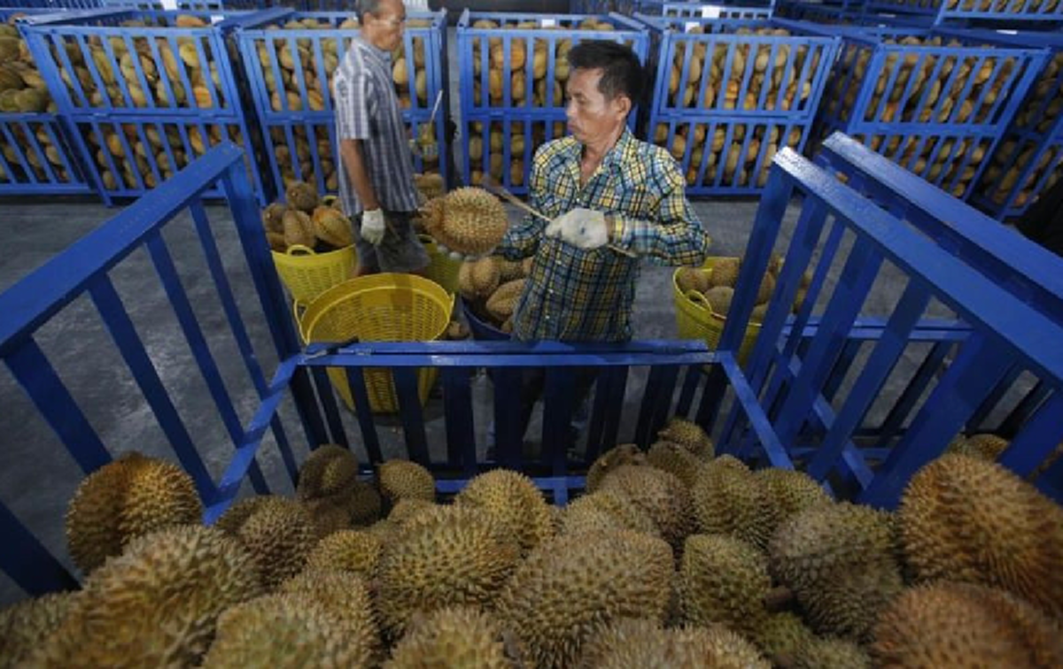 พบเชื้อโควิด-19 บนกล่องทุเรียน