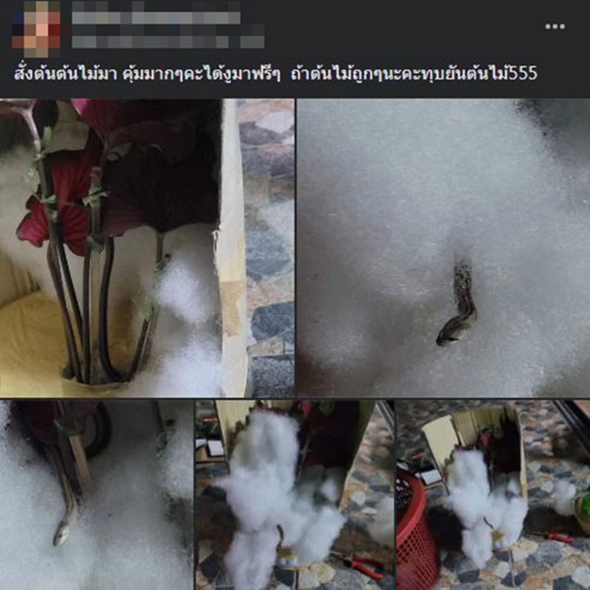 สาวกรี๊ดแตก สั่งซื้อต้นบอนสี ในร้านค้าออนไลน์ กลับได้ของแถมสุดเซอร์ไพรส์