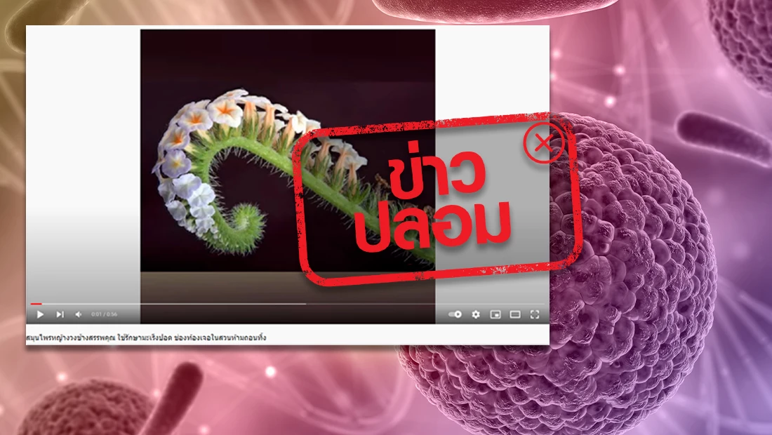ดื่มน้ำต้มหญ้างวงช้างและอ้อยดำ ช่วยรักษามะเร็งปอด?
