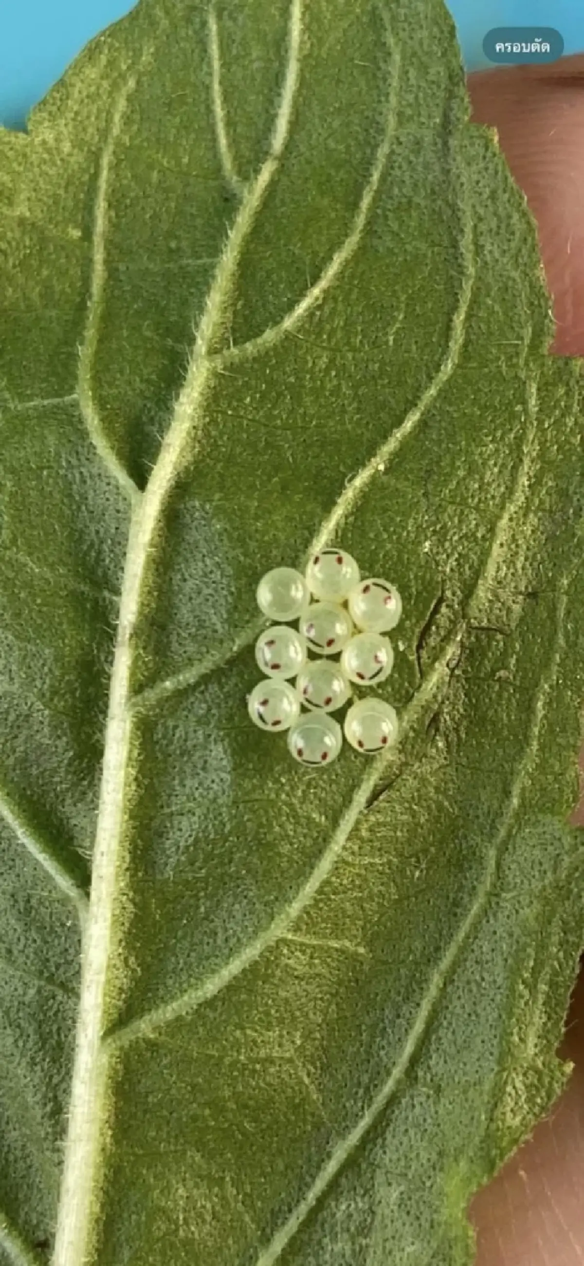 สาวแปลกใจ เจอ "ไข่ยิ้ม" ติดบนใบกะเพรา งานนี้ชาวเน็ตช่วยกันไขคำตอบจนเจอ