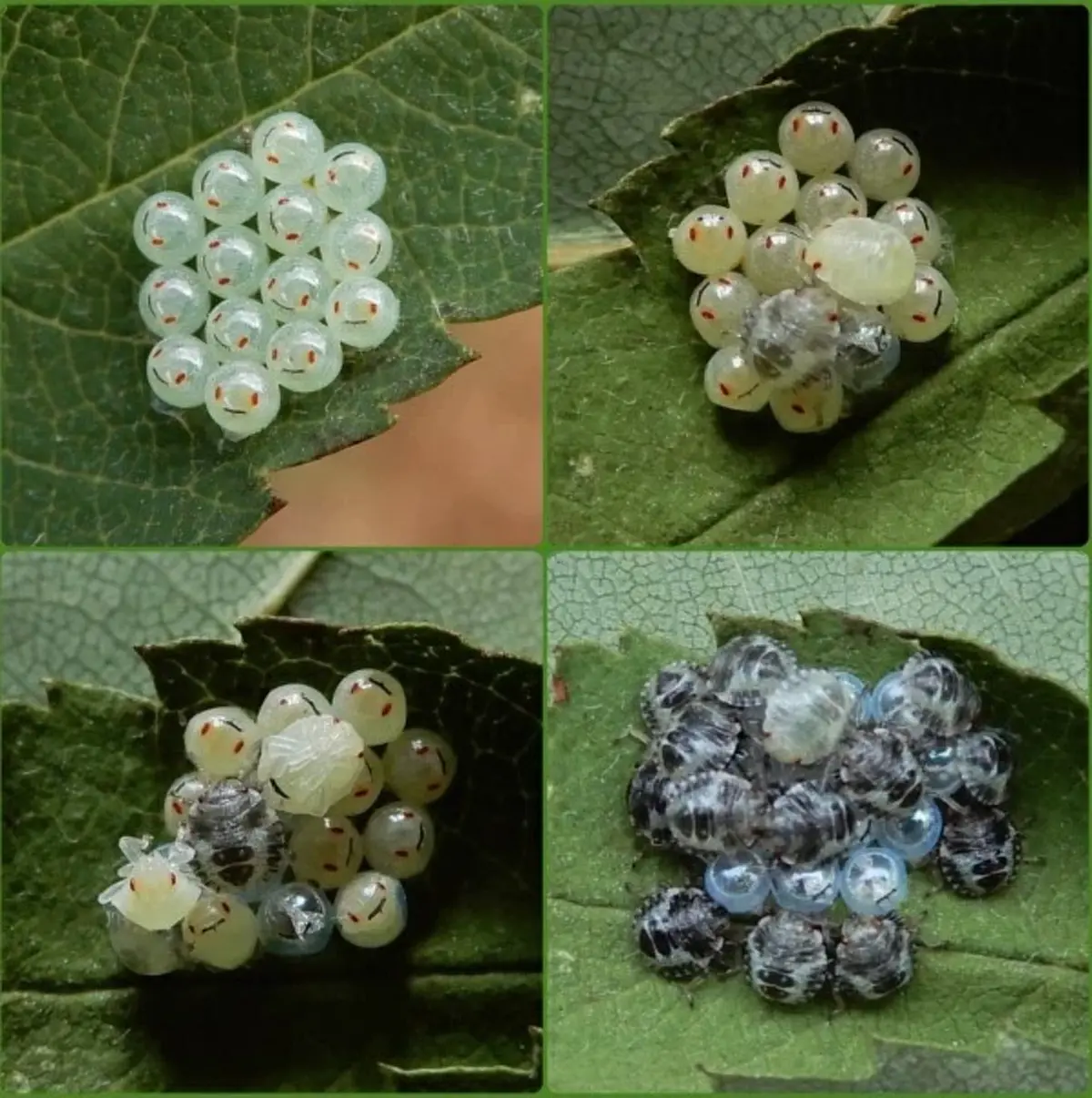 สาวแปลกใจ เจอ "ไข่ยิ้ม" ติดบนใบกะเพรา งานนี้ชาวเน็ตช่วยกันไขคำตอบจนเจอ