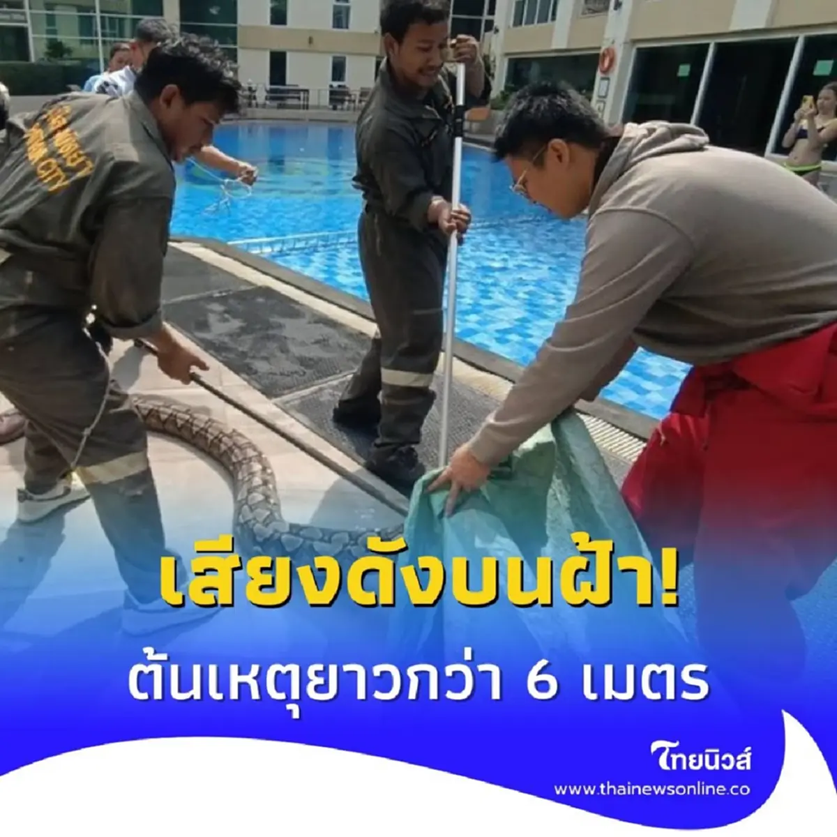 จับงูเหลือมยักษ์ พัทยาใต้