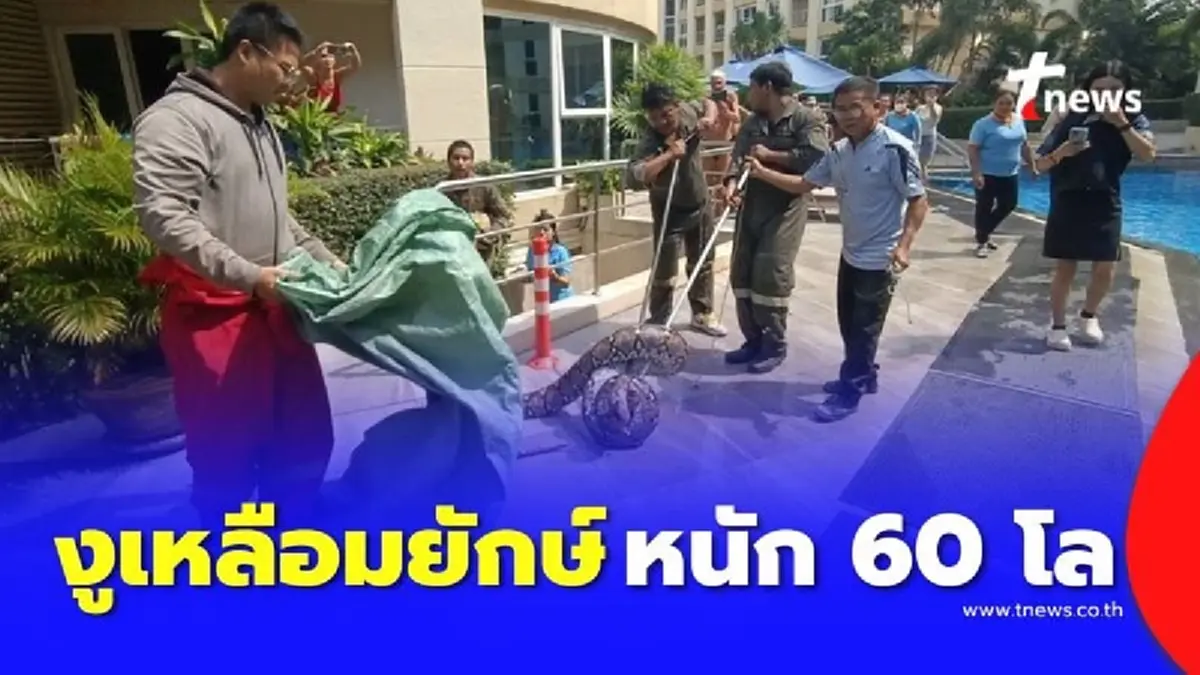 จับงูเหลือมยักษ์