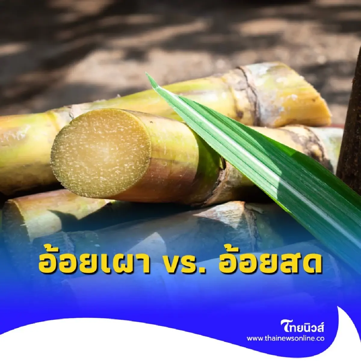ทำไมชอบเผาอ้อย