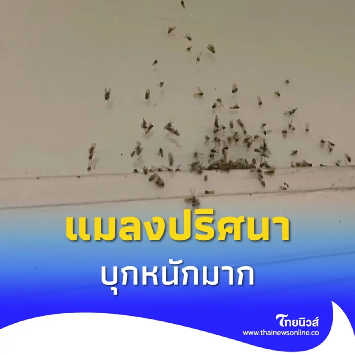 แมลงปริศนาบุกคอนโดกลางกรุง เดือดร้อนกันถ้วนหน้า สาวบ่น ภัยพิบัติมาก