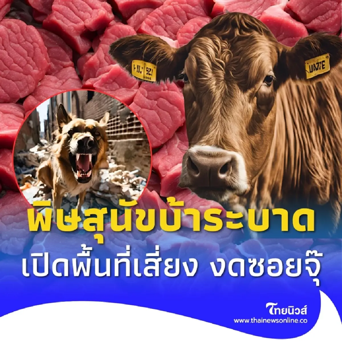 เปิดพิกัดพื้นที่พิษสุนัขบ้าระบาดในวัว ขอนแก่นเตือนด่วน งดซอยจุ๊-เนื้อดิบ