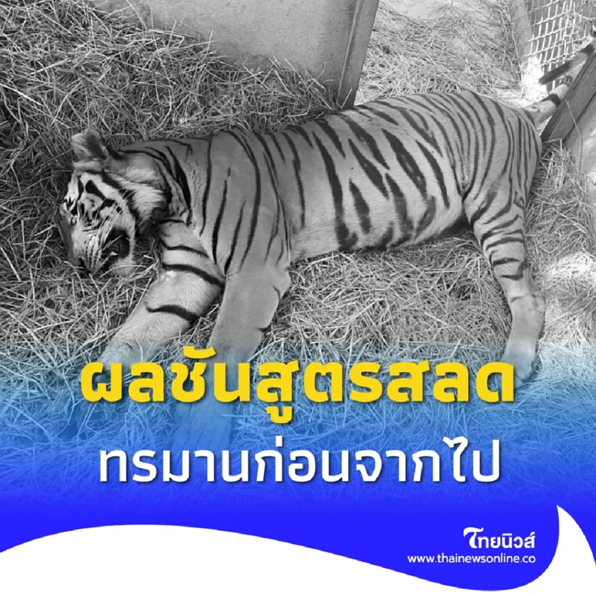 สลดใจ ผลชันสูตร เสือโคร่งพุเตย เหยื่อบ่วงดักสัตว์ สิ้นใจขณะรักษา