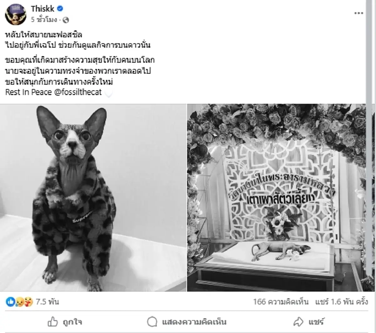 ทาสแมวสุดเศร้า พี่ซิ่ล แมวเซเลบดังแห่ง VRZO กลับดาวแล้ว