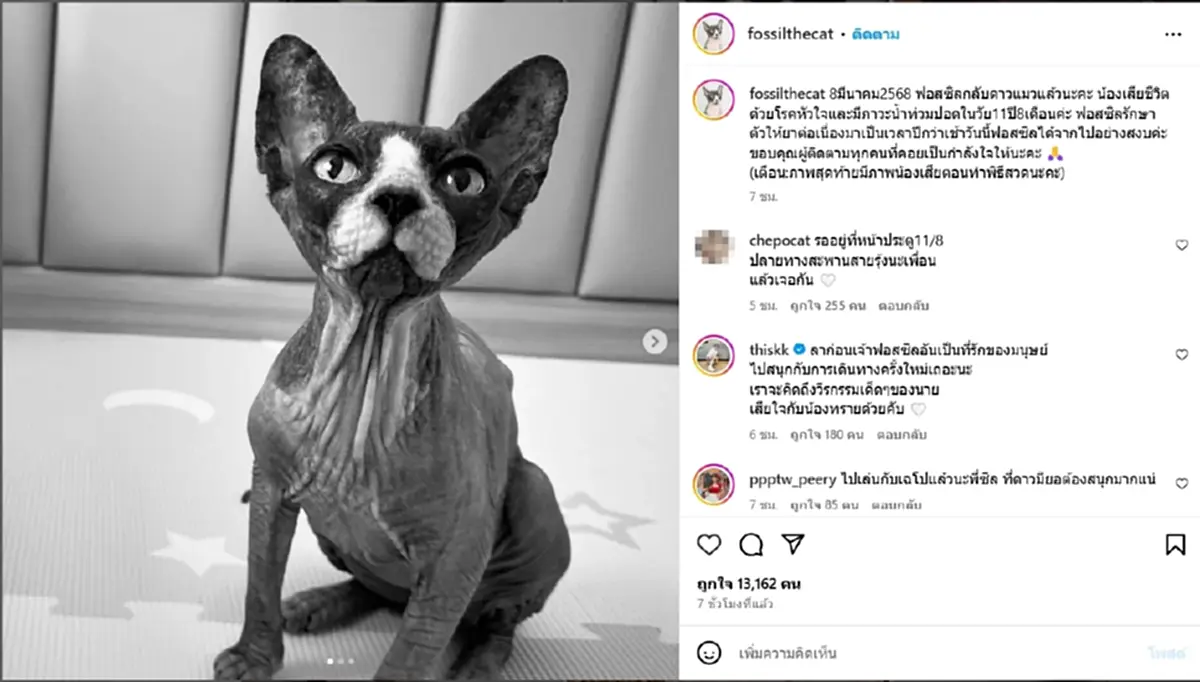 ทาสแมวสุดเศร้า พี่ซิ่ล แมวเซเลบดังแห่ง VRZO กลับดาวแล้ว