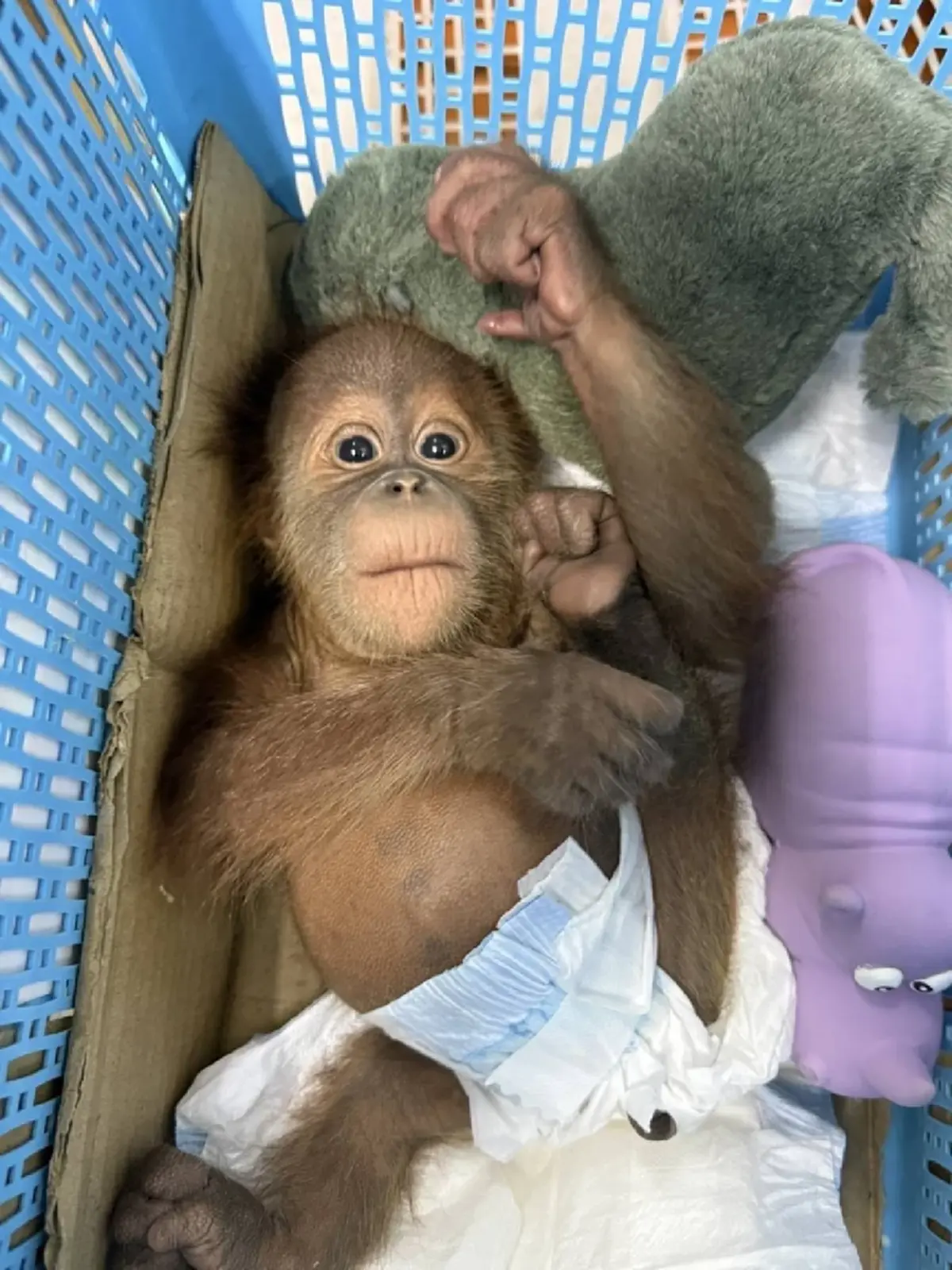 บุกช่วย 2 พี่น้องลิงอุรังอุตัง หลังถูกคนใจร้ายพรากจากอกแม่