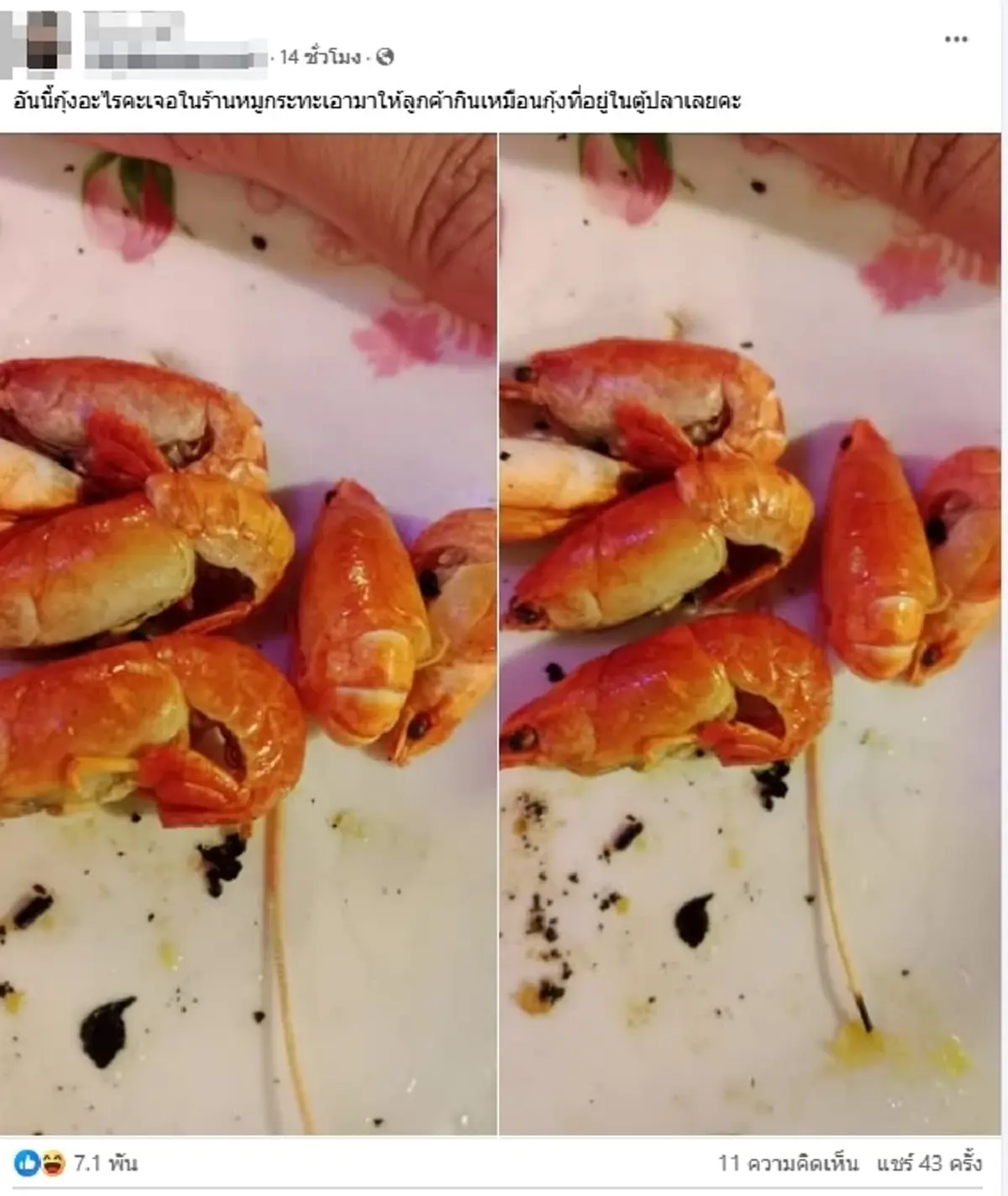 ตัวอะไรกันแน่ กุ้งแปลกในร้านหมูกระทะ ผู้รู้เฉลย ที่แท้ไม่ธรรมดา