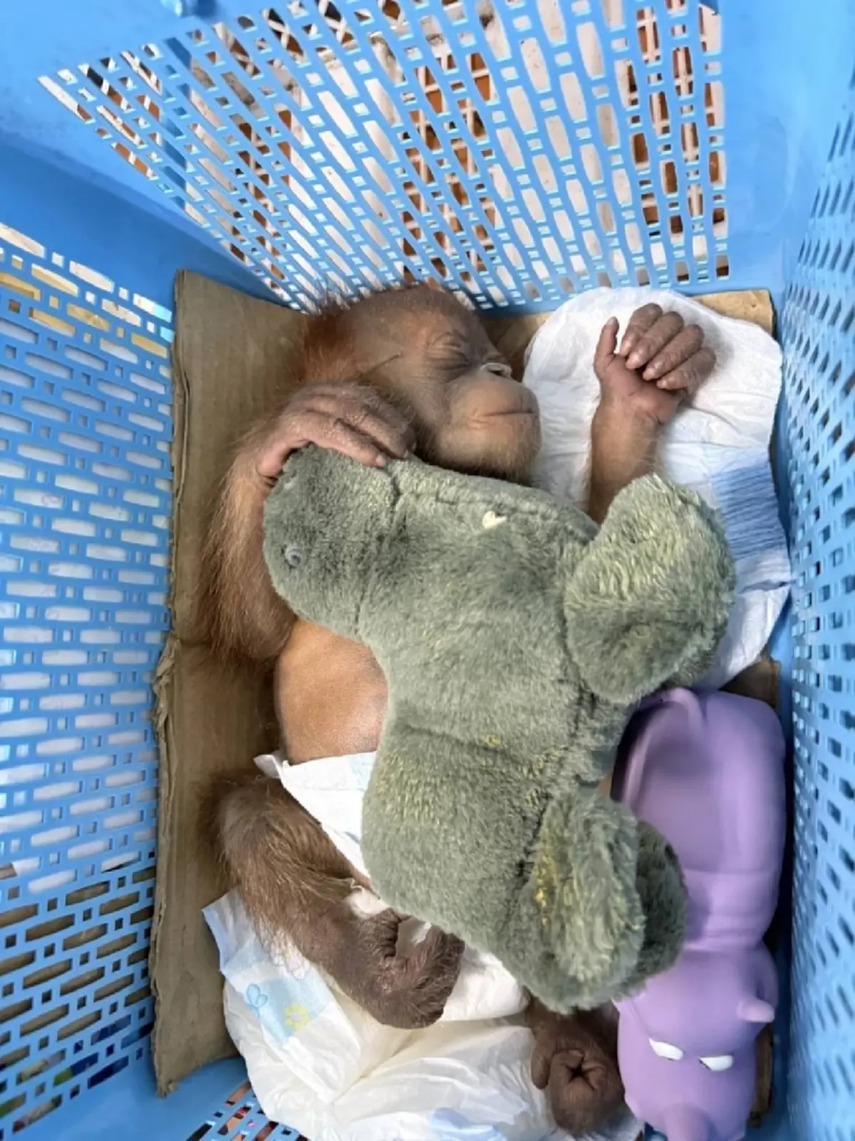 บุกช่วย 2 พี่น้องลิงอุรังอุตัง หลังถูกคนใจร้ายพรากจากอกแม่