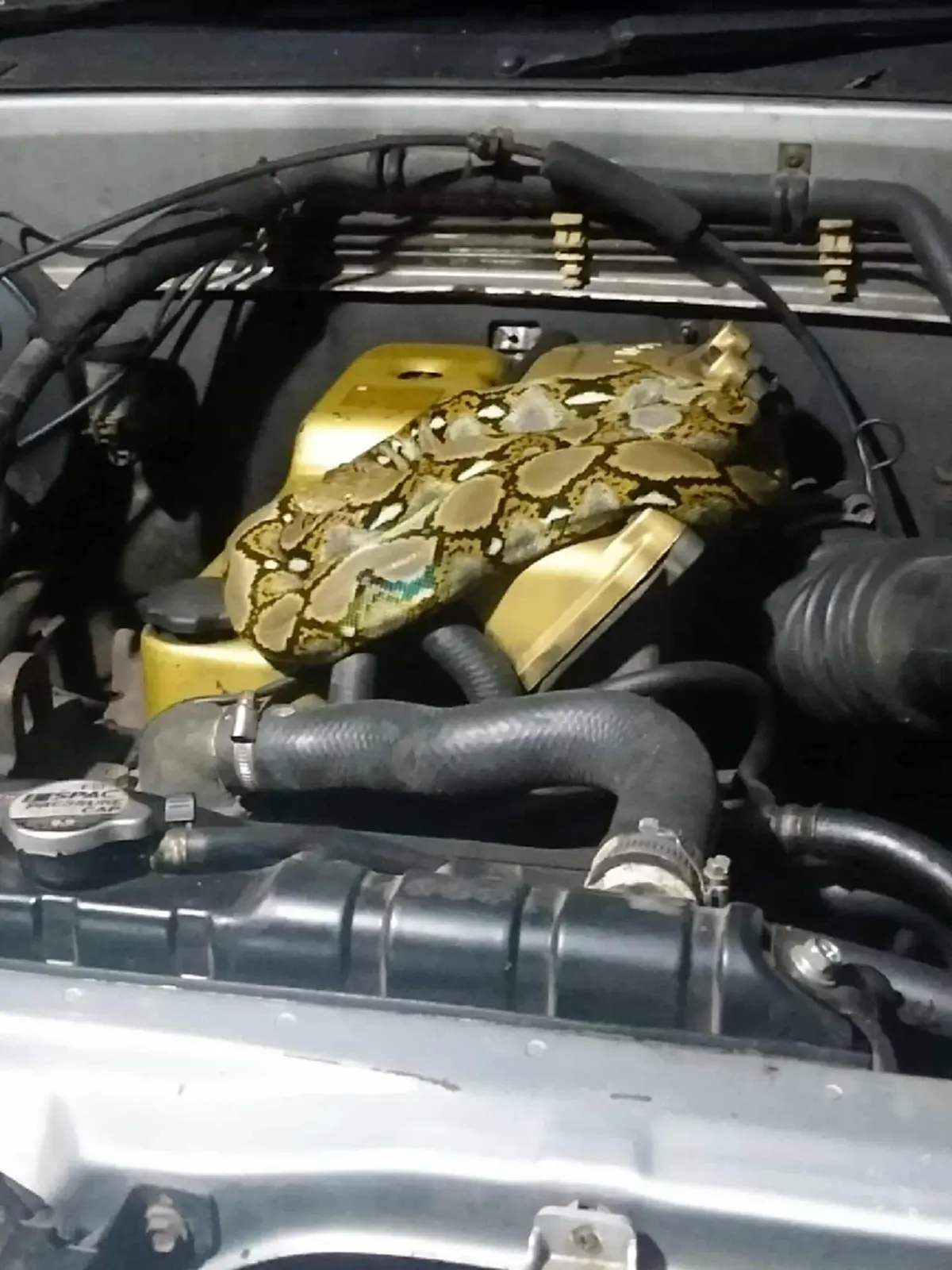 เจ้าของหัวใจจะวาย เจองูเหลือม นอนขดใต้ฝากระโปรงรถ ชี้มาถึง 2 รอบ