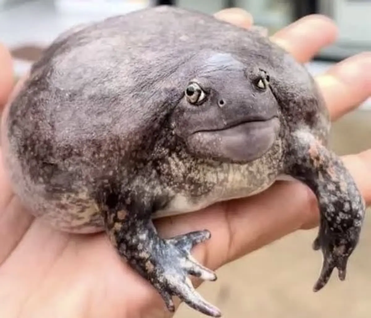 มีคนสะดุ้ง สุรชาติ ฟาดเดือด ซุปตาร์พาเพื่อนซวย ซัดจุกอีอึ่งไข่