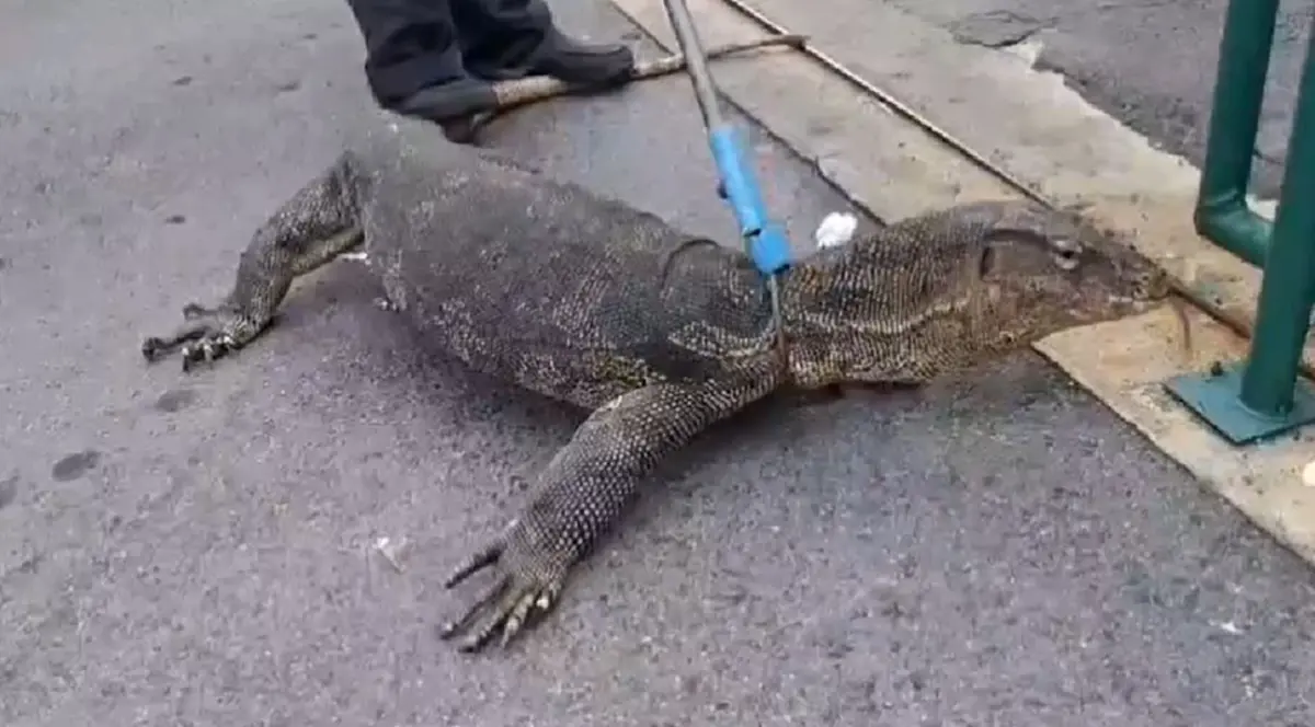 ตัวเงินตัวทองบุกร้านค้า เจ้าของเชื่อมาให้โชค งวดนี้ขอจัดเต็ม