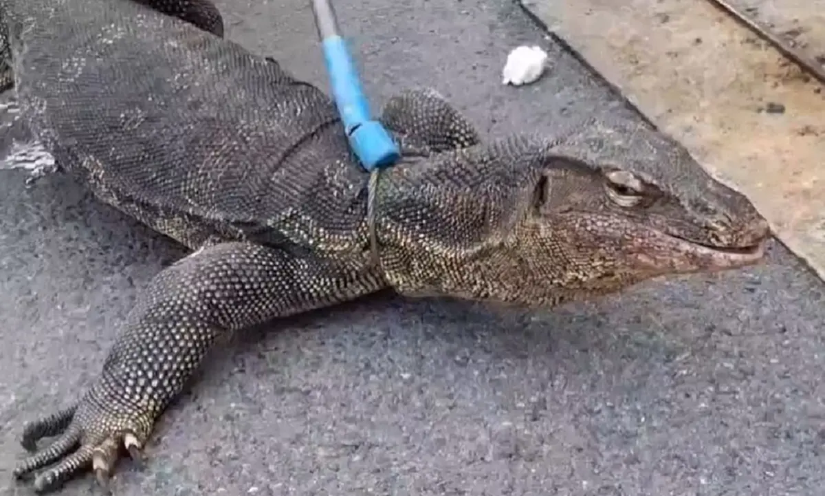 ตัวเงินตัวทองบุกร้านค้า เจ้าของเชื่อมาให้โชค งวดนี้ขอจัดเต็ม