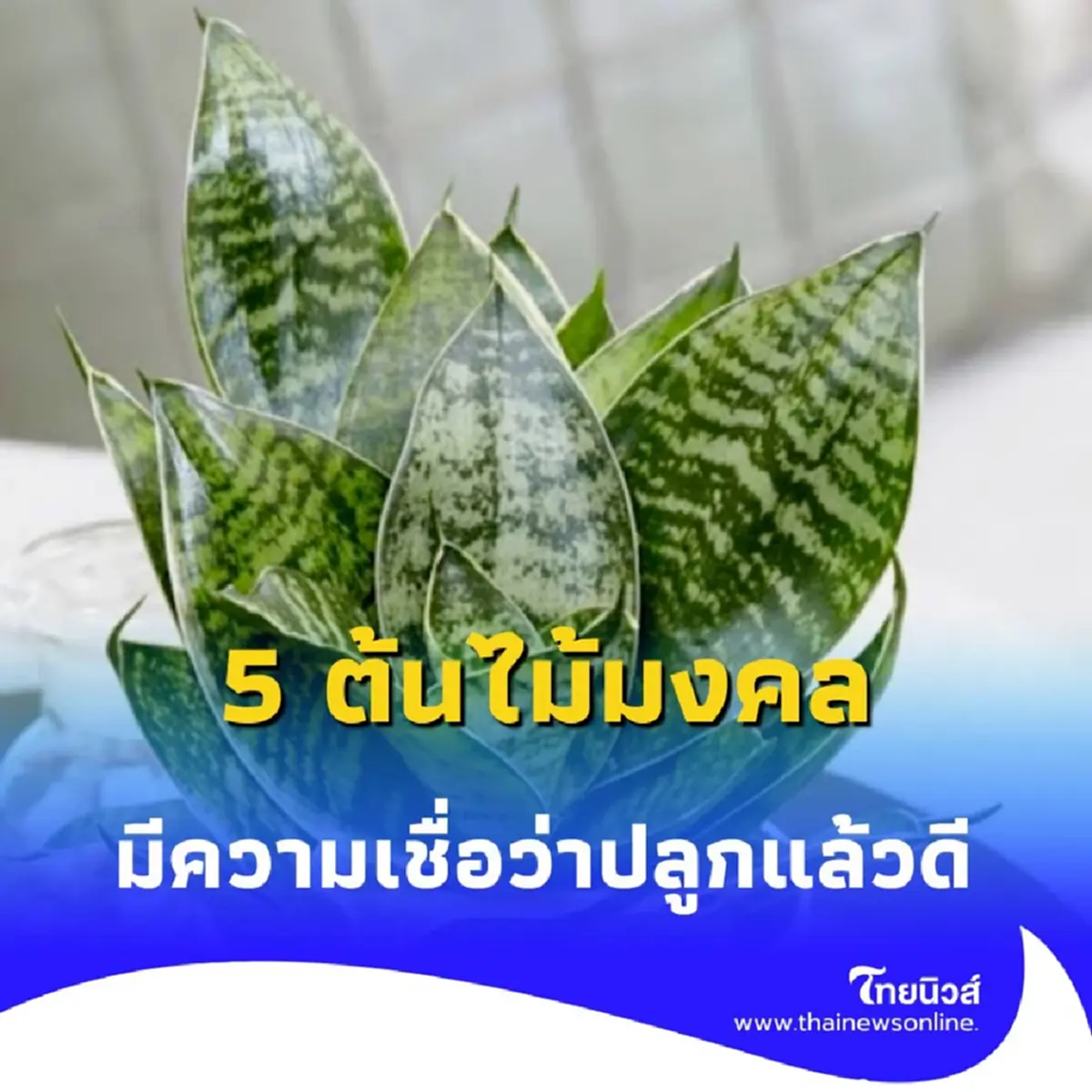 5 ต้นไม้มงคล ที่มีความเชื่อกันว่า จะนำความโชคดีมาให้คุณ