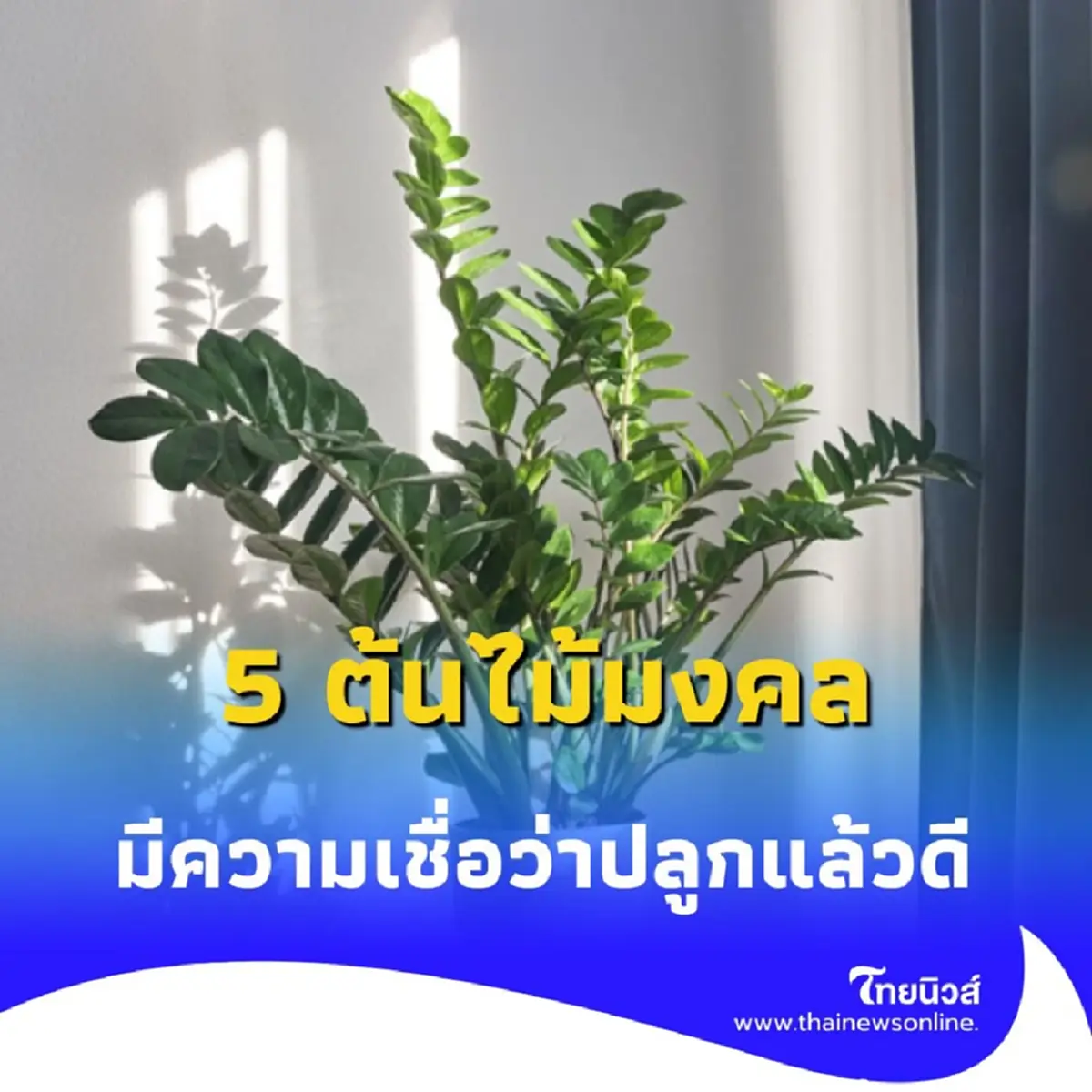 5 ต้นไม้มงคล ที่มีความเชื่อกันว่า จะนำความโชคดีมาให้คุณ