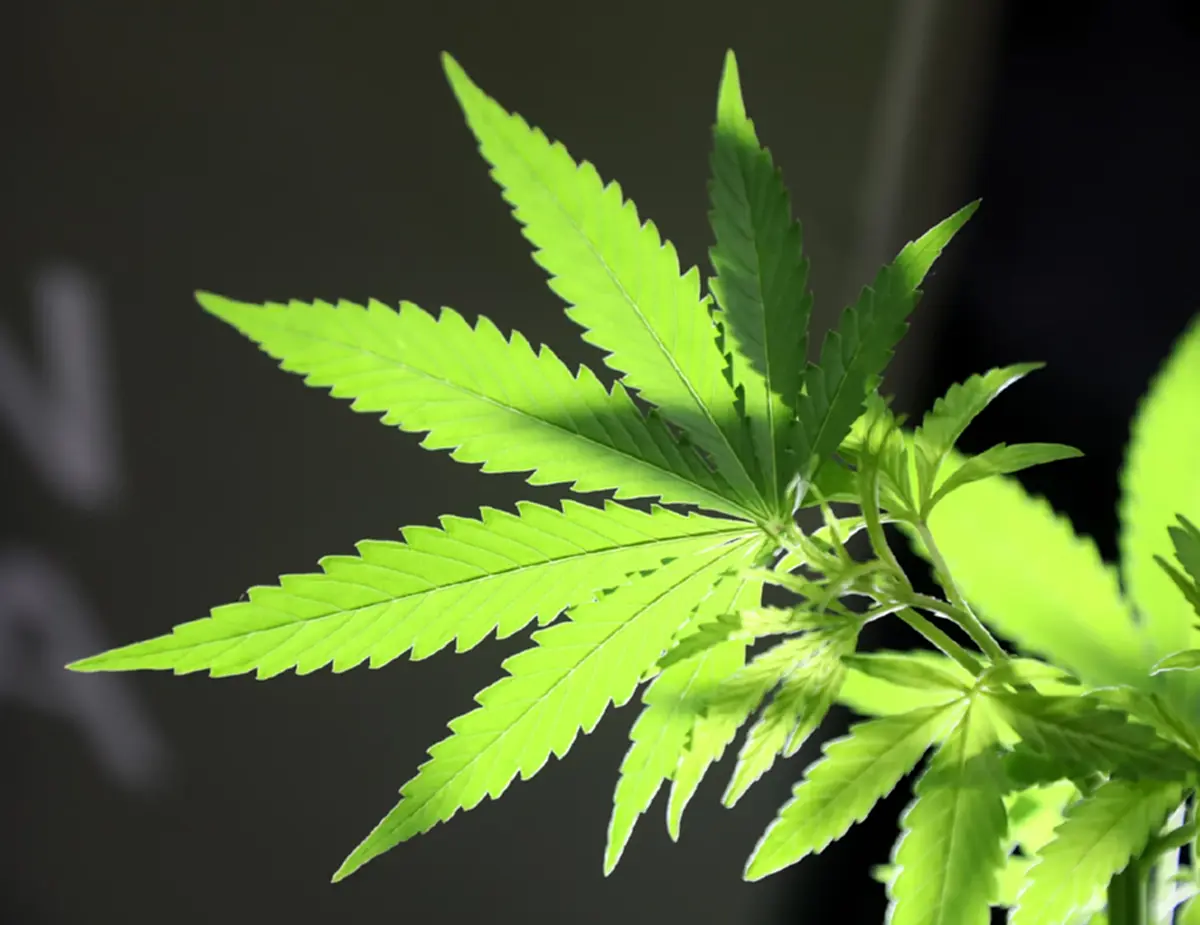 อวสาน"กัญชาเสรี" รมว.สาธารณสุข เซ็นแล้ว ใช้ทางการแพทย์เท่านั้น