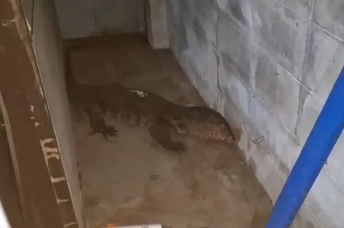 ตัวเงินตัวทองบุกร้านค้า เจ้าของเชื่อมาให้โชค งวดนี้ขอจัดเต็ม