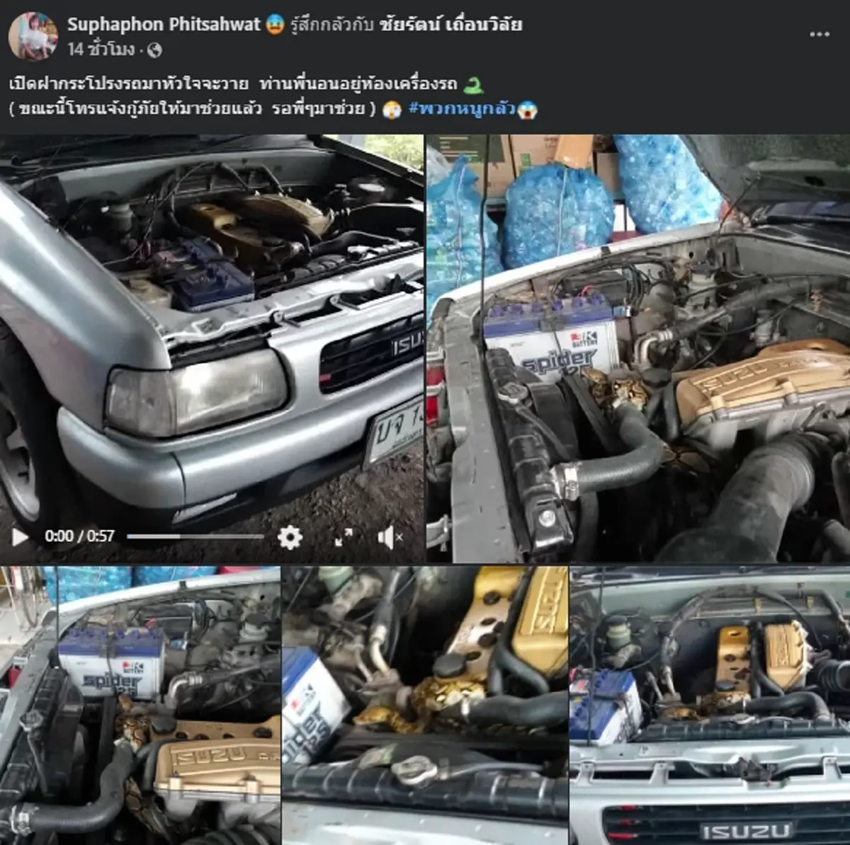 เจ้าของหัวใจจะวาย เจองูเหลือม นอนขดใต้ฝากระโปรงรถ ชี้มาถึง 2 รอบ