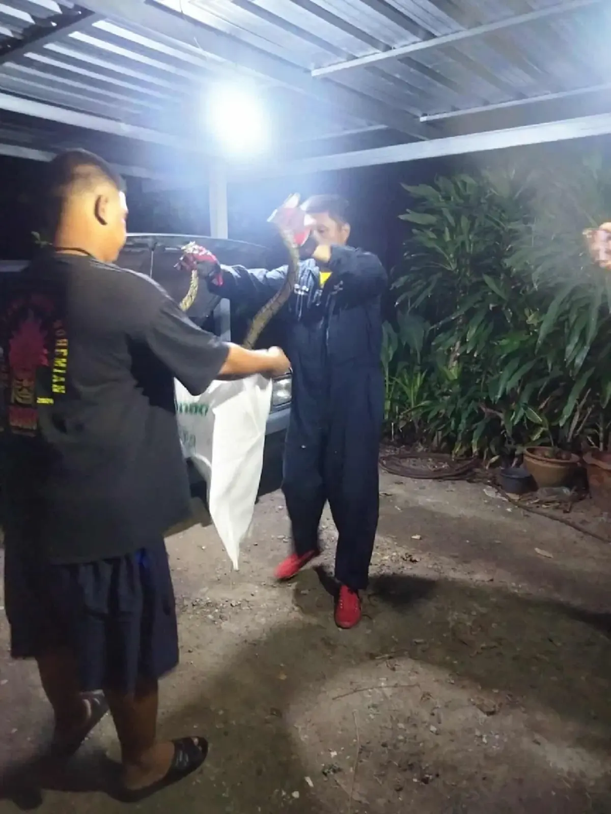 เจ้าของหัวใจจะวาย เจองูเหลือม นอนขดใต้ฝากระโปรงรถ ชี้มาถึง 2 รอบ