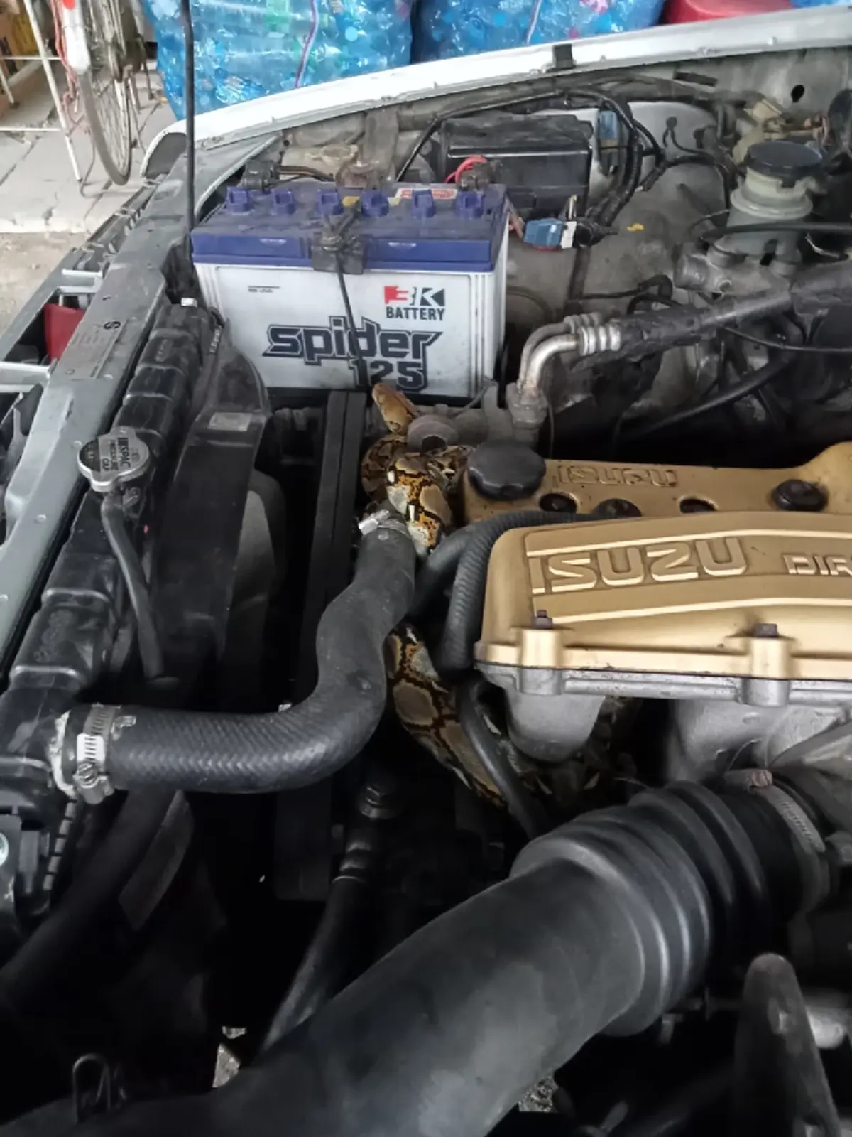 เจ้าของหัวใจจะวาย เจองูเหลือม นอนขดใต้ฝากระโปรงรถ ชี้มาถึง 2 รอบ