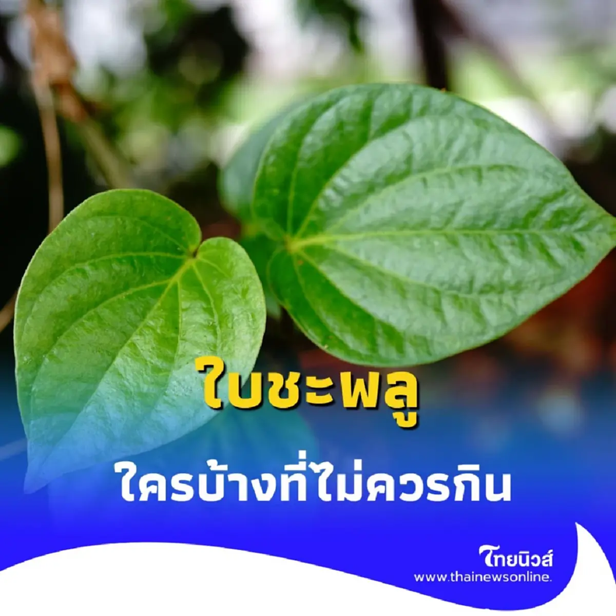 ใครบ้างที่ห้ามกิน ใบชะพลู เช็กเลยก่อนสุขภาพแย่ วันนี้มีคำตอบ