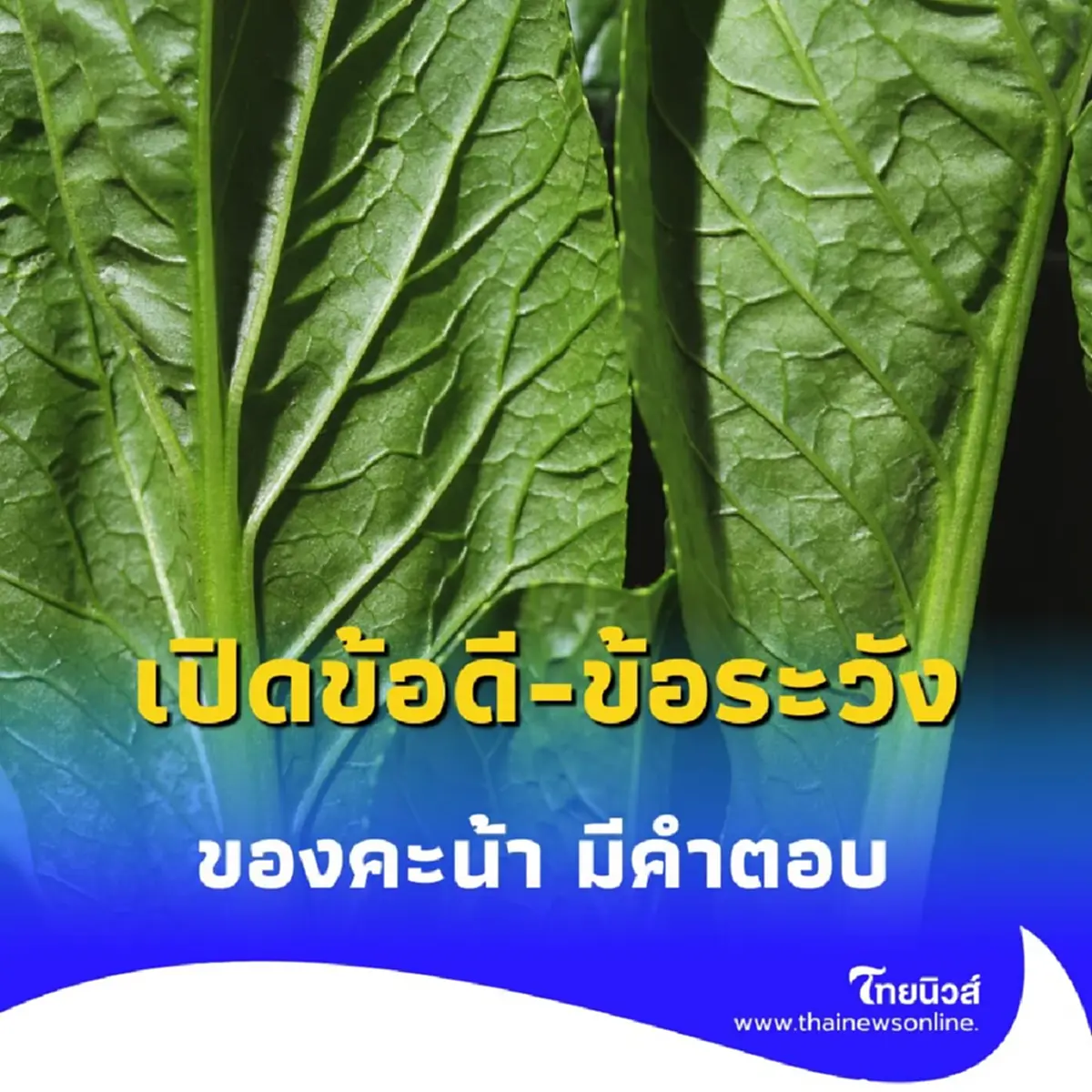 ผักคะน้าบ้านเรามีประโยชน์มากก็จริง แต่มีคนบางกลุ่มที่ควรระวัง